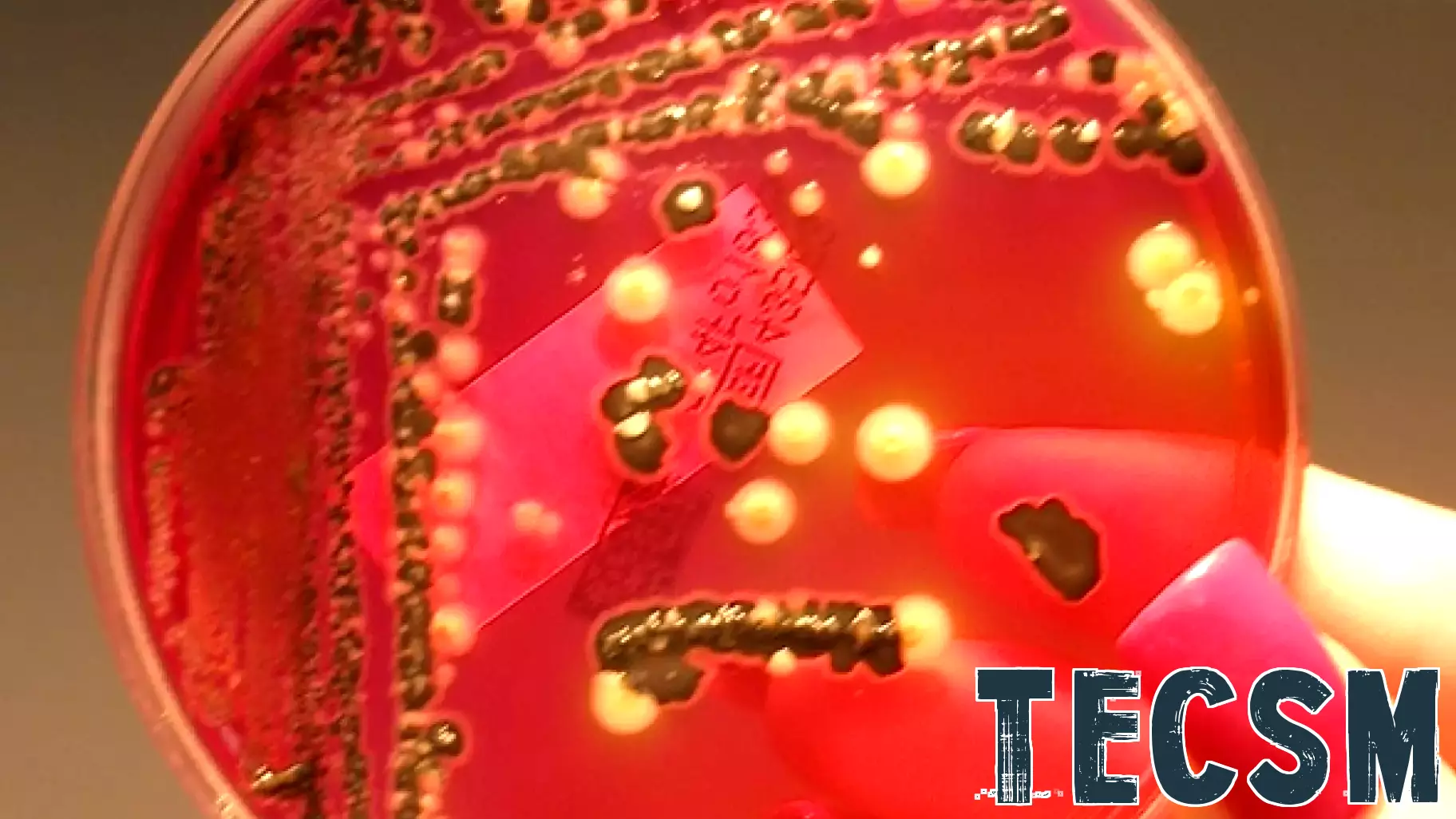 Innovative Electronic Nose Technology Set to Revolutionize Food Safety