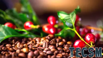 Breakthrough Technology Aims to Combat Coffee Pest Infestation