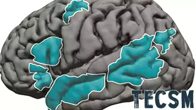 Language development in the brain