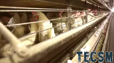 Minnesota Farmers Employ Laser Technology to Combat Avian Flu